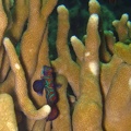Yap_Dive_5_Rainbow_Reef_Mandarin_Fish_IMG_6885_edited_1.jpg