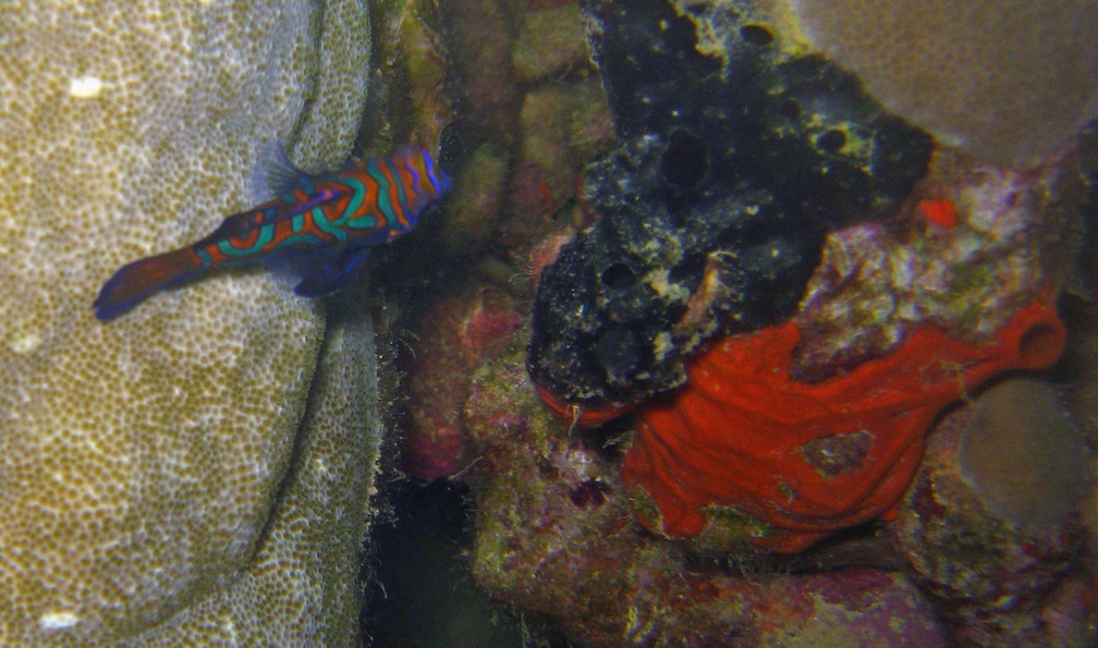 Yap Dive 5 Rainbow Reef Mandarin Fish IMG 6918 edited 1