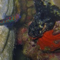 Yap_Dive_5_Rainbow_Reef_Mandarin_Fish_IMG_6918_edited_1.jpg