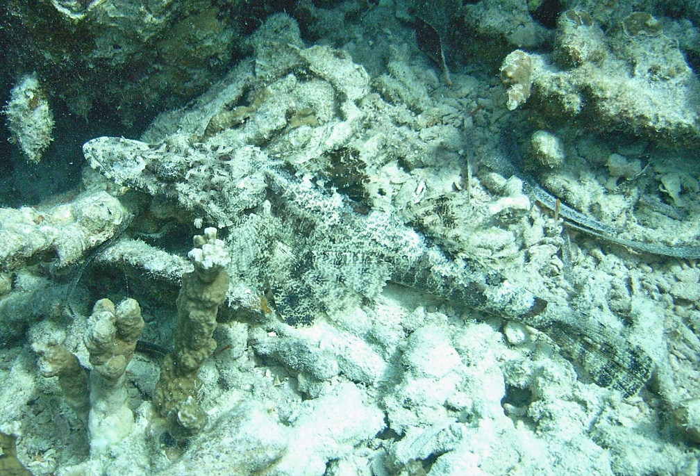 Yap Dive 7 Nice and Easy M0013206 edited 1