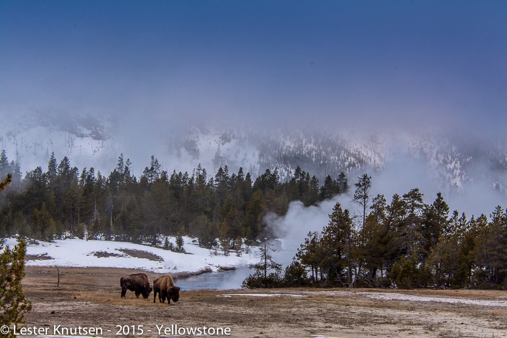 LesterKnutsen Yellowstone 2015 DSC0239