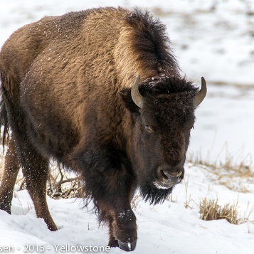 Yellowstone2015