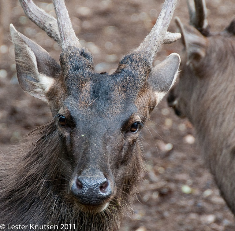 LesterKnutsen Taiping Zoo 2011-DSC 0563