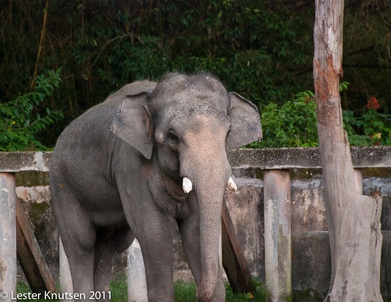 LesterKnutsen Taiping Zoo 2011-DSC 0593