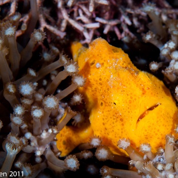 Lembeh2011