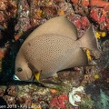 LesterKnutsen KeyLargo 2018  DSC6535