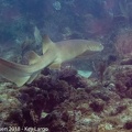 LesterKnutsen KeyLargo 2018  DSC6517