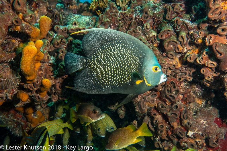 LesterKnutsen_KeyLargo_2018__DSC6527.jpg