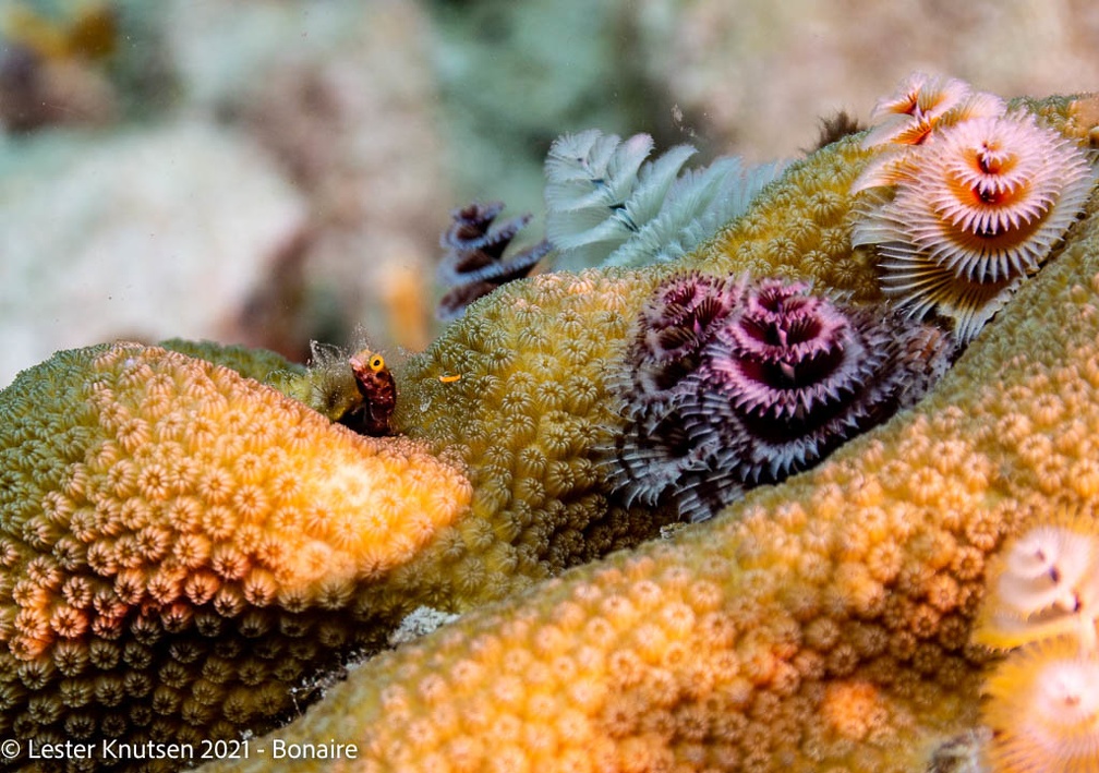 LesterKnutsen2021 DSC0683