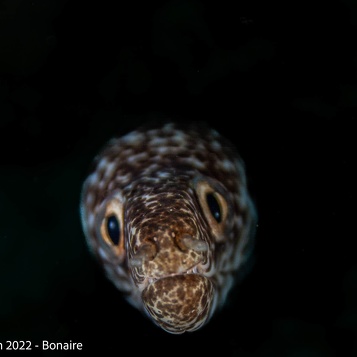 Bonaire