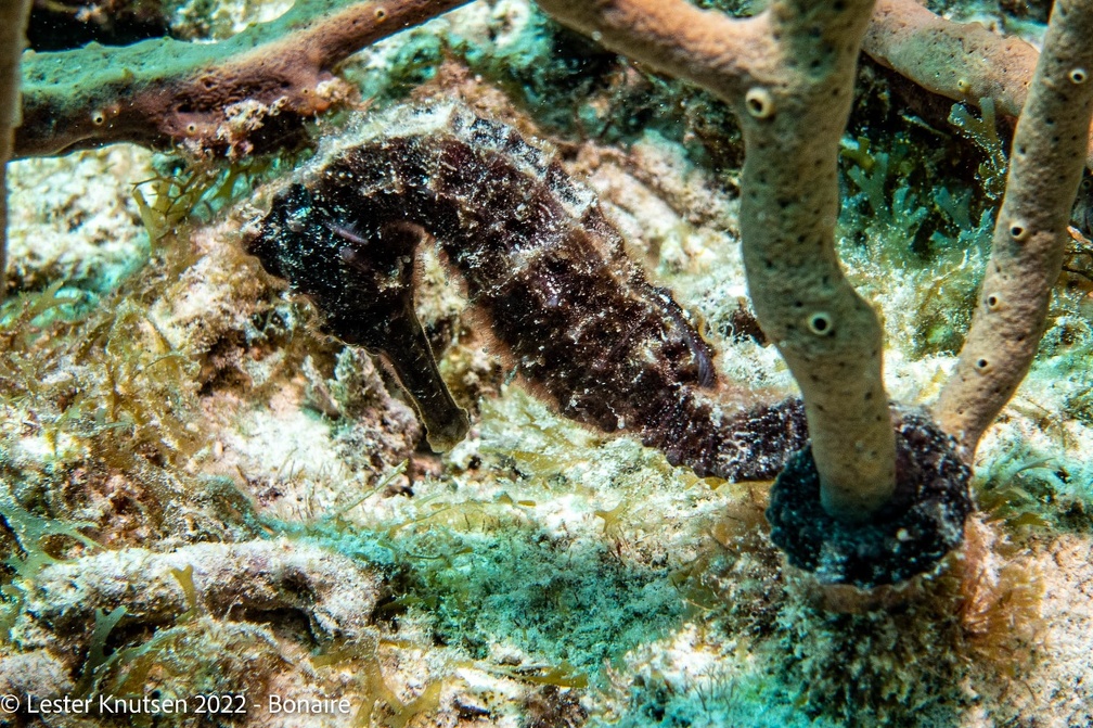 LesterKnutsen2022 Bonaire DSC9685
