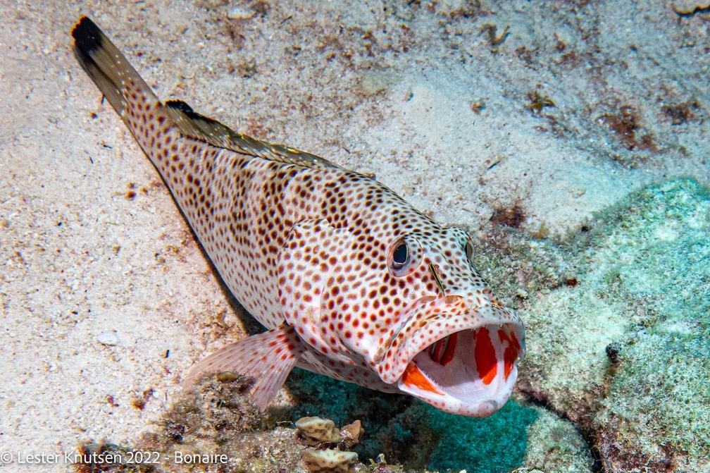 LesterKnutsen2022 Bonaire DSC9698