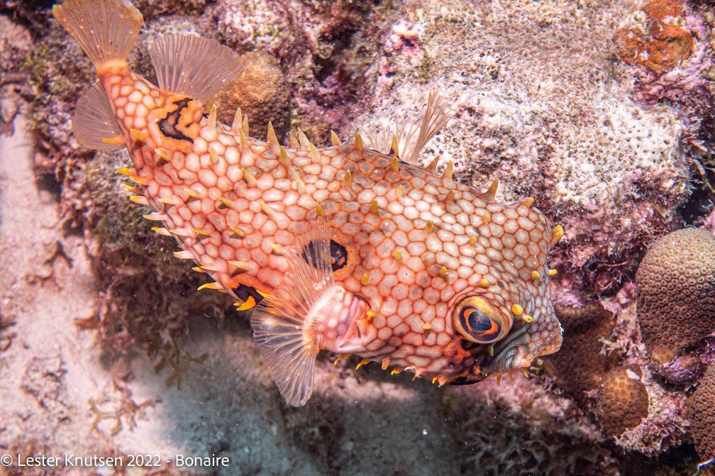 LesterKnutsen2022 Bonaire DSC9706