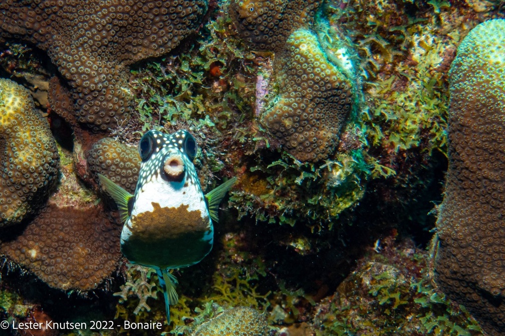 LesterKnutsen2022 Bonaire DSC9721