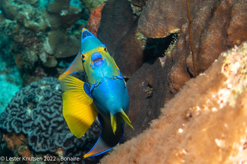 LesterKnutsen2022 Bonaire DSC9726