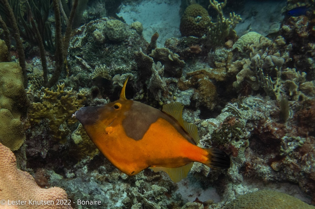 LesterKnutsen2022 Bonaire DSC0689