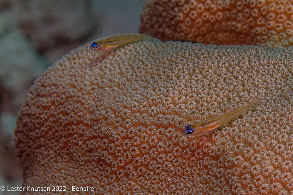 LesterKnutsen2022 Bonaire DSC4460