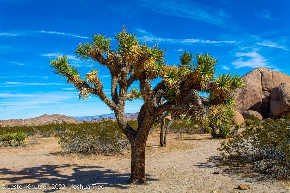 LesterKnutsen2022 JoshuaTree DSC5520