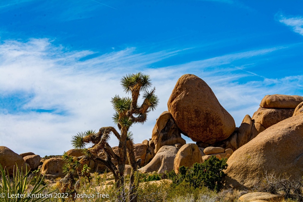 LesterKnutsen2022 JoshuaTree DSC5525
