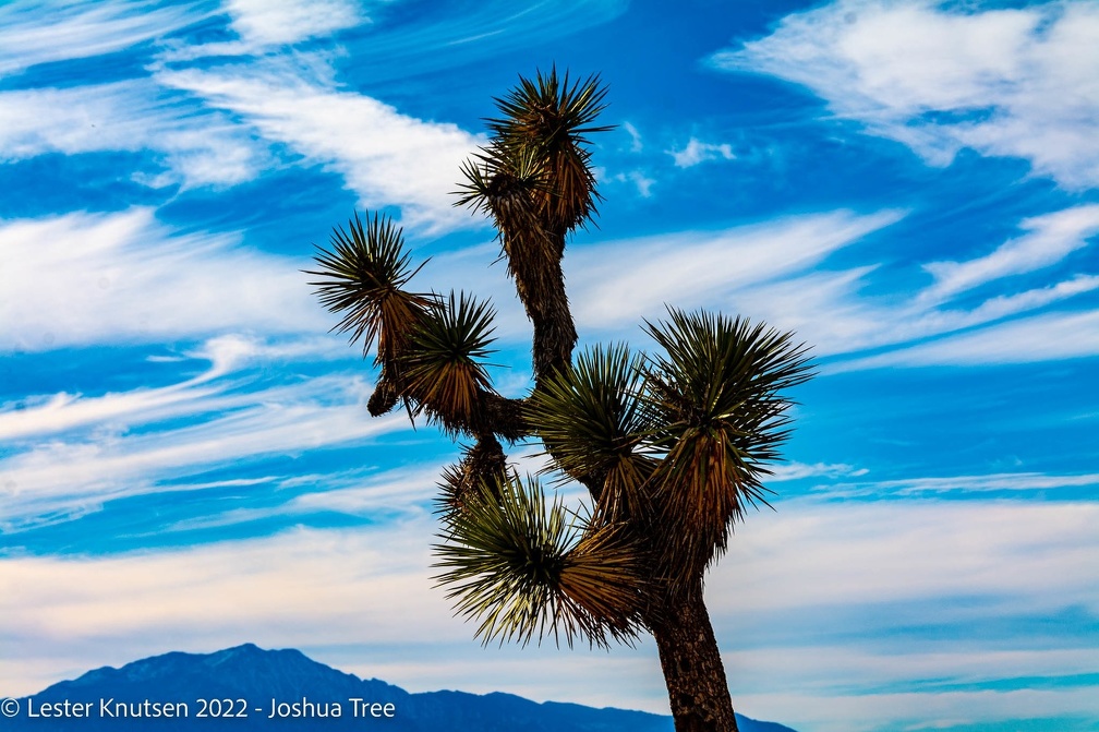 LesterKnutsen2022 JoshuaTree DSC5547