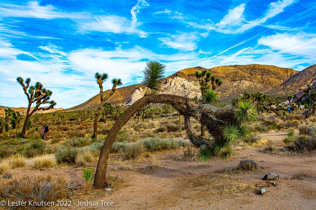 LesterKnutsen2022 JoshuaTree DSC5553
