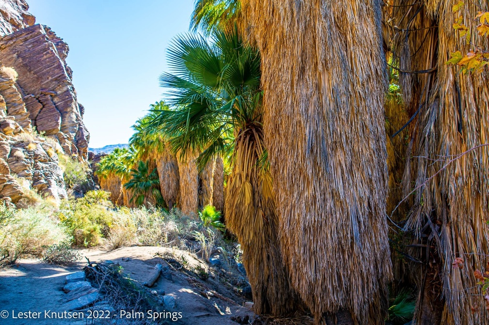 LesterKnutsen2022 JoshuaTree DSC6162