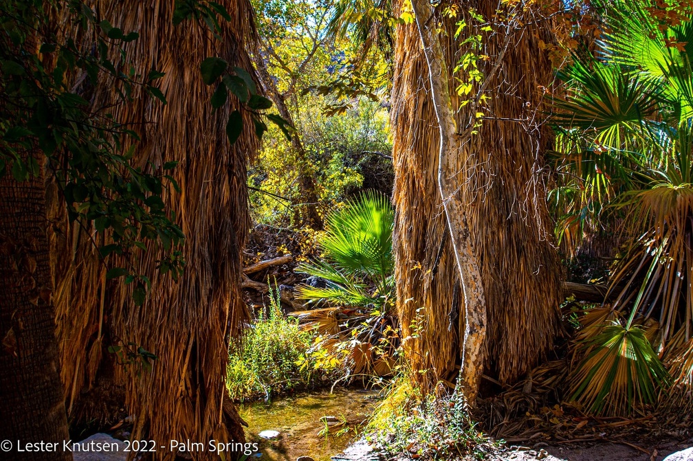LesterKnutsen2022 JoshuaTree DSC6172