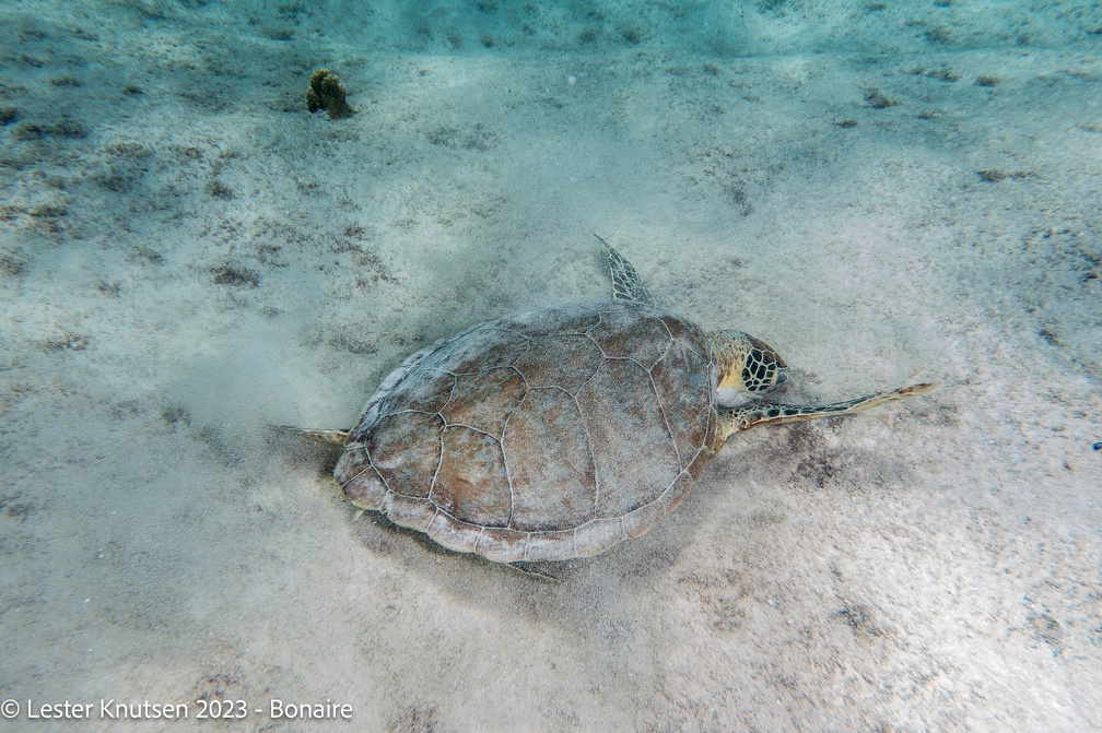 LesterKnutsen2023 Bonaire DSC3076