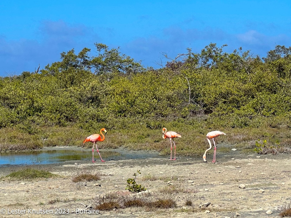 LesterKnutsen2023 Bonaire IMG 3451