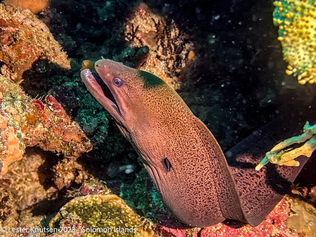 LesterKnutsen2023 SolomonIslands XBSZ5687