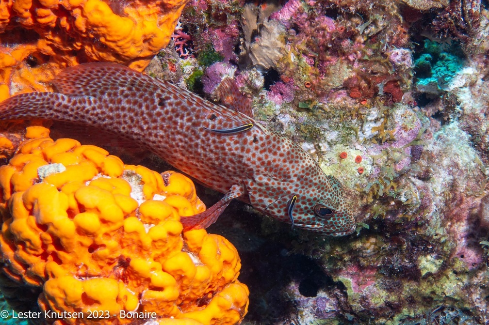 LesterKnutsen2023 Bonaire DSC3576