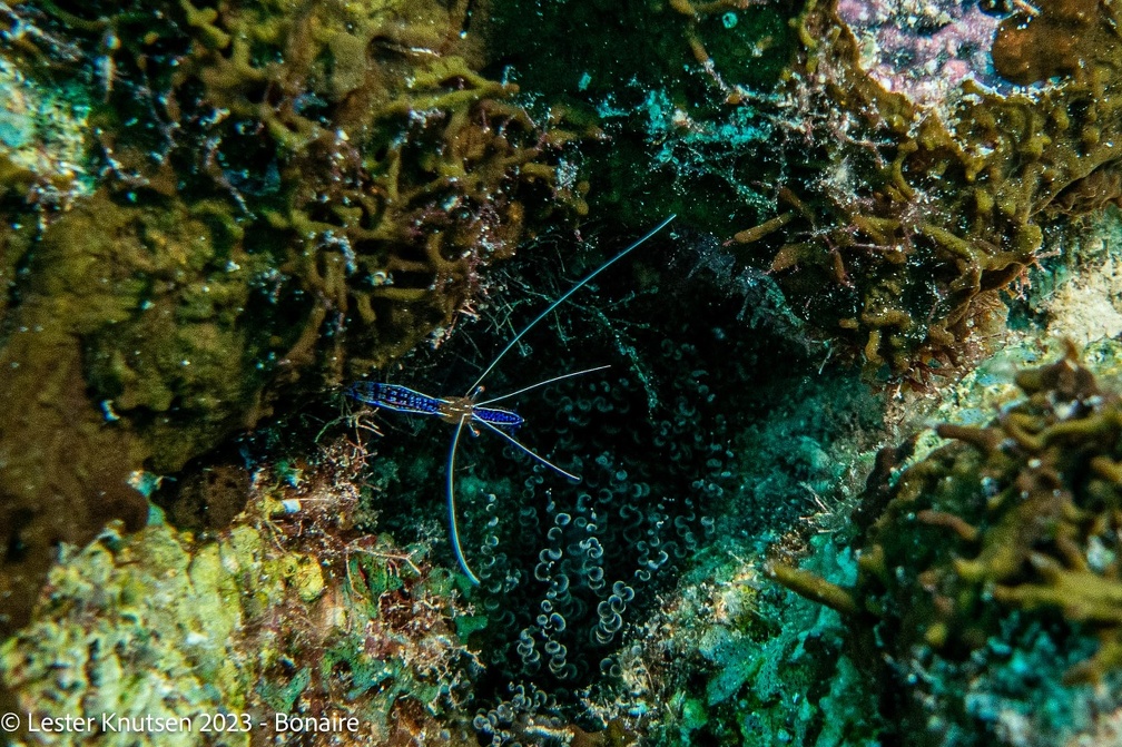 LesterKnutsen2023 Bonaire DSC3722