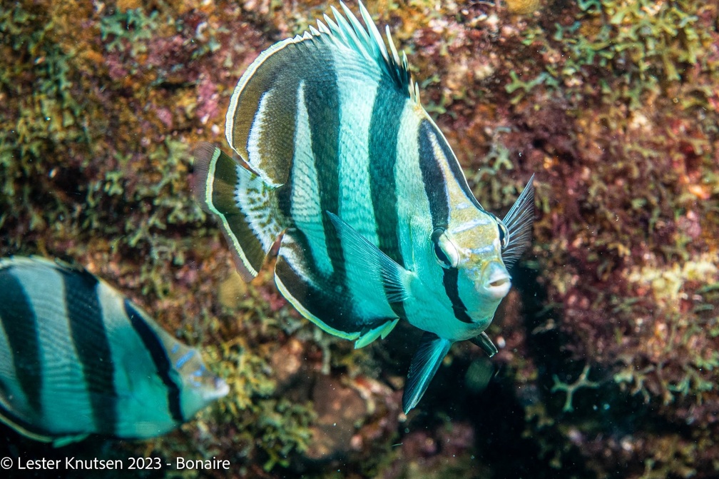 LesterKnutsen2023 Bonaire DSC3740