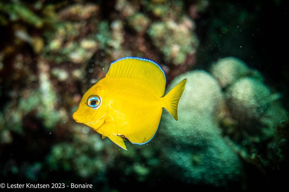LesterKnutsen2023 Bonaire DSC4144