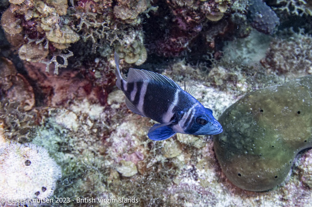LesterKnutsen2023 BVI DSC00656