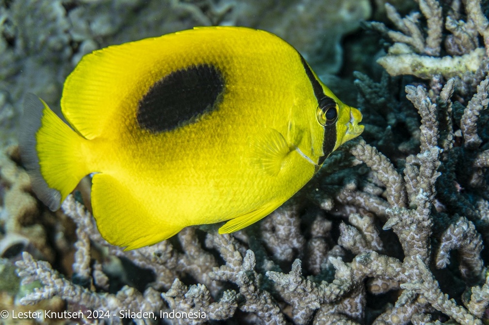 LesterKnutsen2024 Indonesia DSC02516