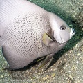 LesterKnutsen2024 BlueHeronBridge DSC05372