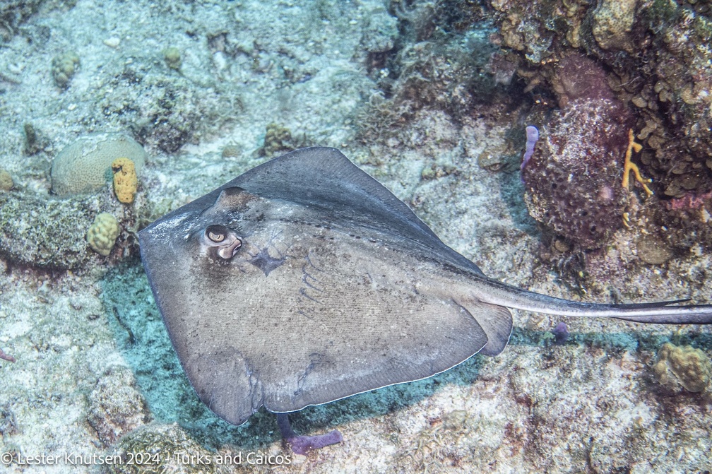 LesterKnutsen2024 Turks Caicos  DSC6316