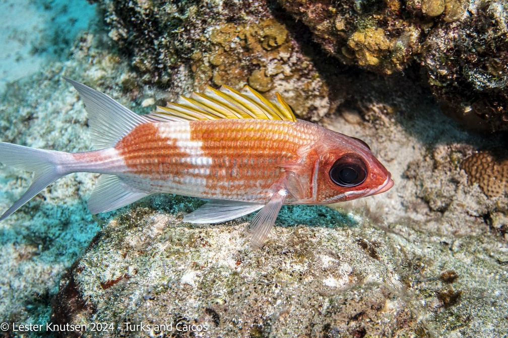 LesterKnutsen2024 Turks Caicos  DSC6325