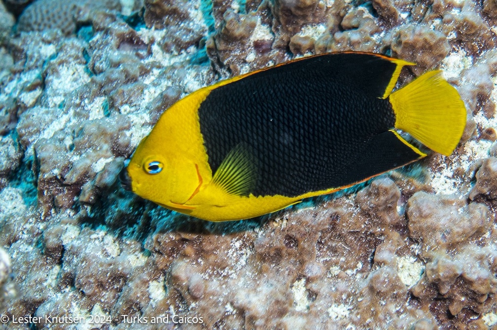 LesterKnutsen2024 Turks Caicos  DSC6334