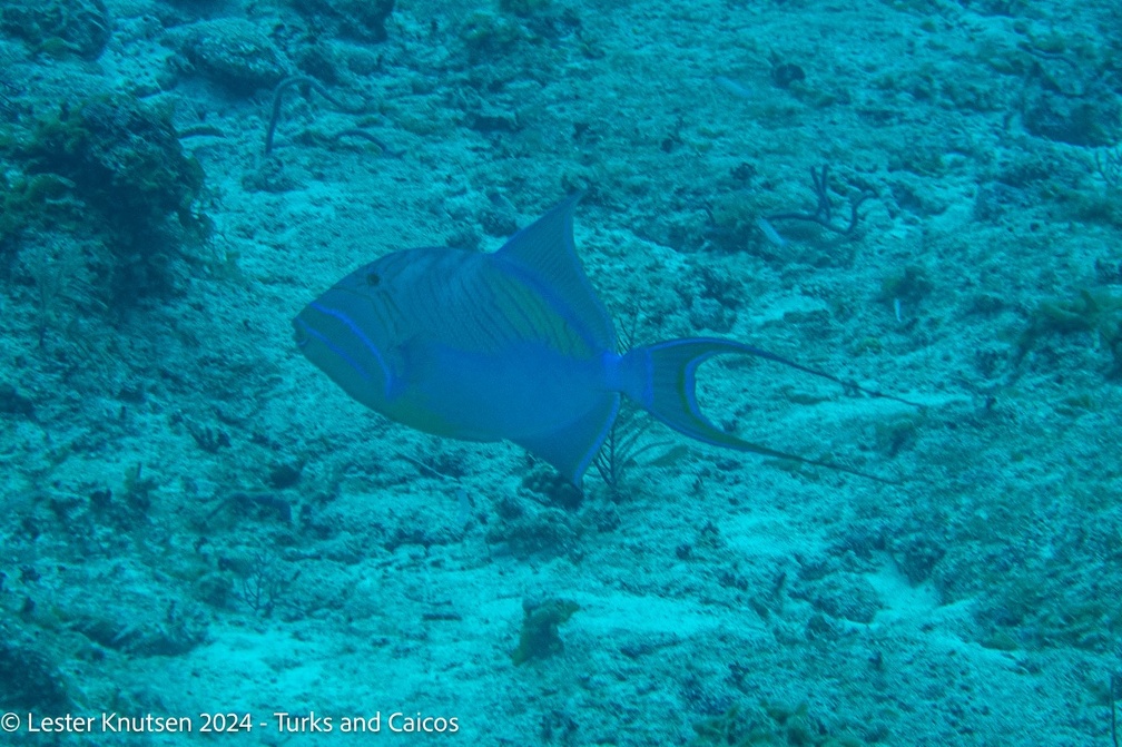 LesterKnutsen2024 Turks Caicos  DSC6353
