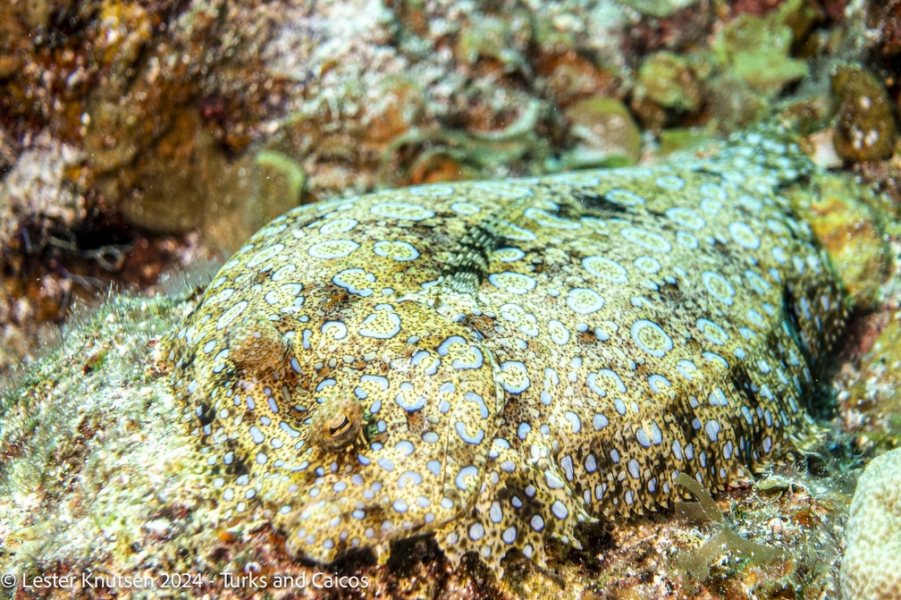 LesterKnutsen2024 Turks Caicos  DSC6361