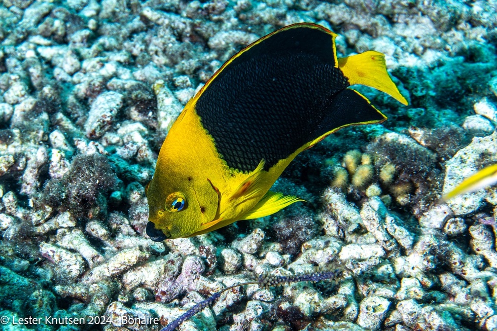 LesterKnutsen2024 Bonaire DSC07826