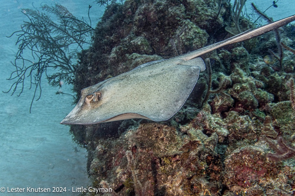 LesterKnutsen2024 LittleCayman DSC08881