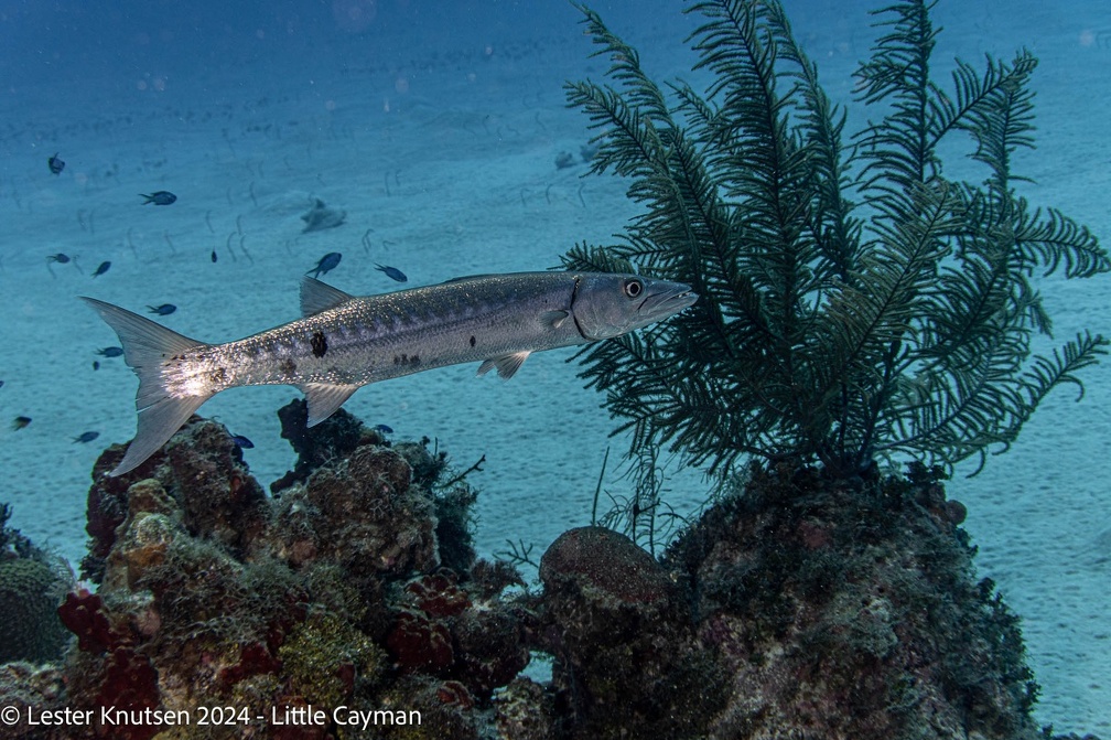 LesterKnutsen2024 LittleCayman DSC08883
