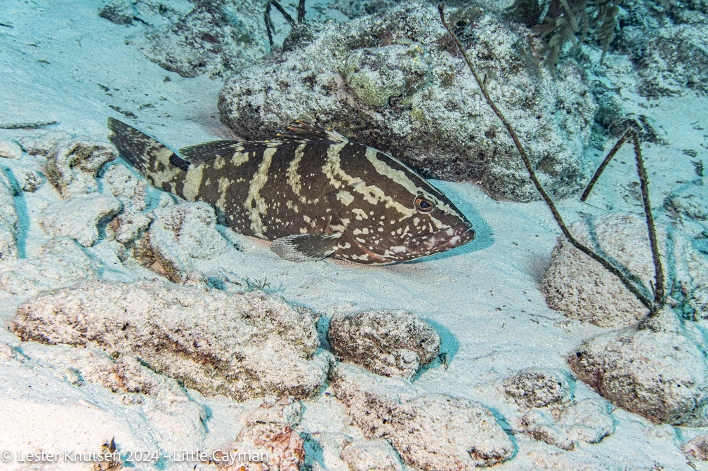 LesterKnutsen2024 LittleCayman DSC08899