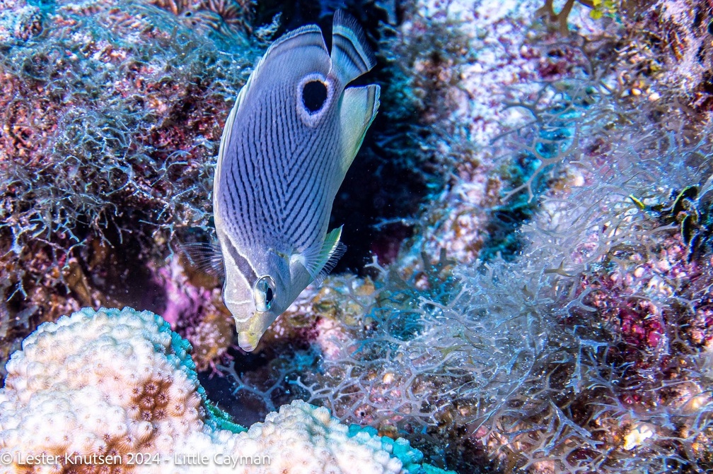 LesterKnutsen2024 LittleCayman DSC08939