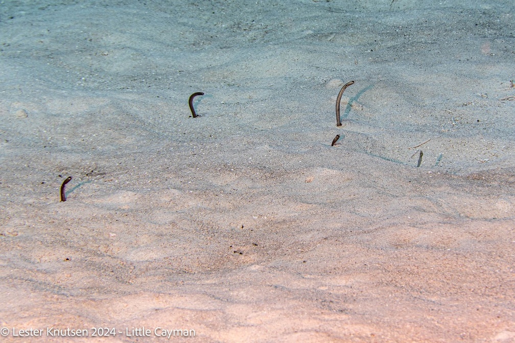 LesterKnutsen2024 LittleCayman DSC08922