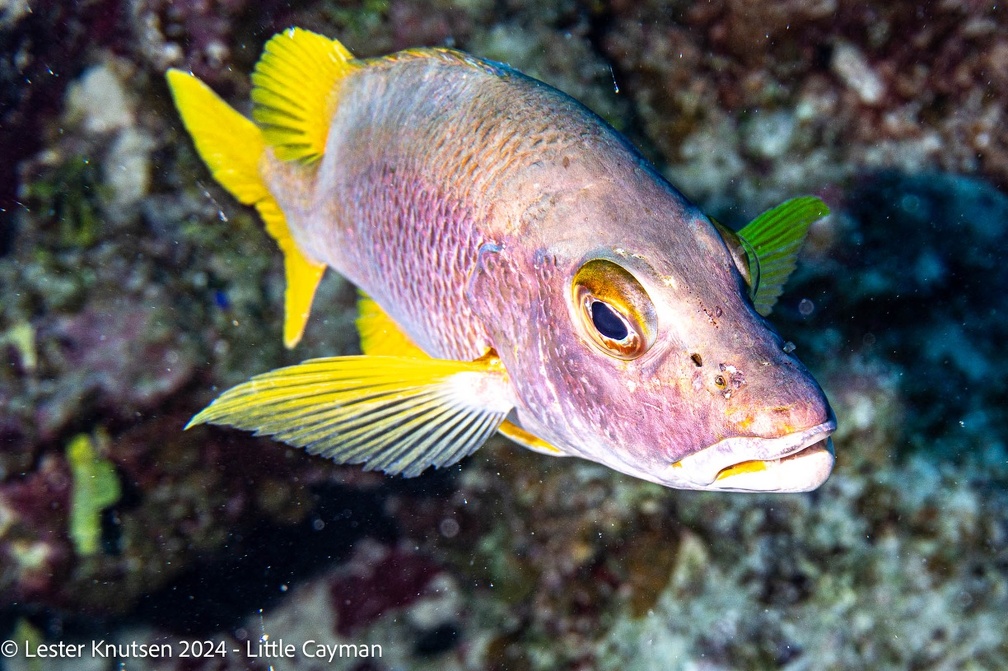 LesterKnutsen2024 LittleCayman DSC08941