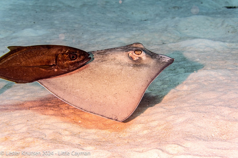 LesterKnutsen2024 LittleCayman DSC08929